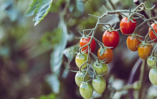 Tomateras de la variante cherry/ PEXELS Tomateras de la variante cherry/ PEXELS