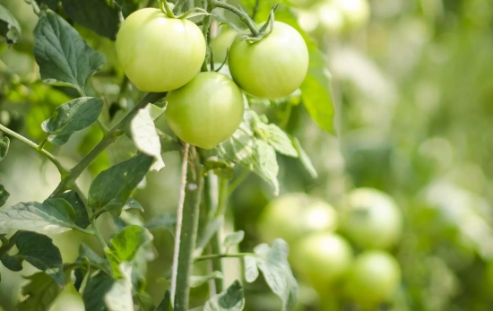 Un cultivo de tomates/ PEXELS Un cultivo de tomates/ PEXELS