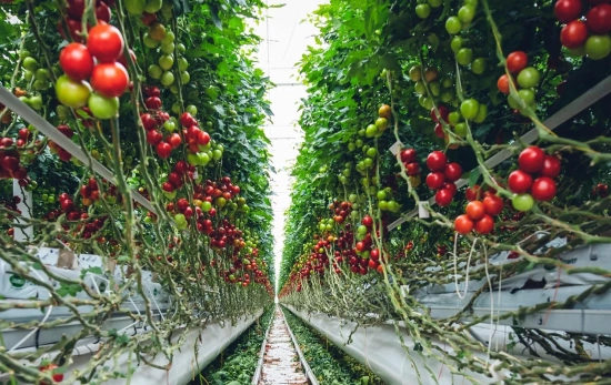 Una plantación de tomates en alto/ PEXELS Una plantación de tomates en alto/ PEXELS
