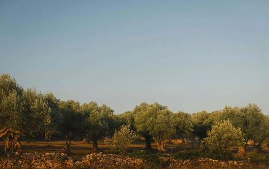 Campo de olivos / UNSPLASH Campo de olivos / UNSPLASH