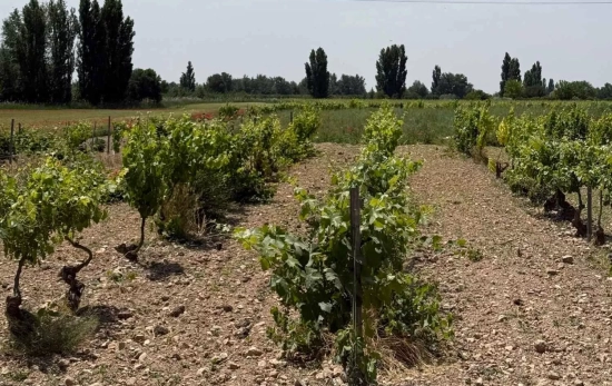 Viñedos / BODEGAS ALCARDET Viñedos / BODEGAS ALCARDET
