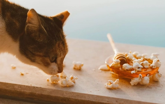 Un gato olisqueando un tarro de miel/ PEXELS Un gato olisqueando un tarro de miel/ PEXELS