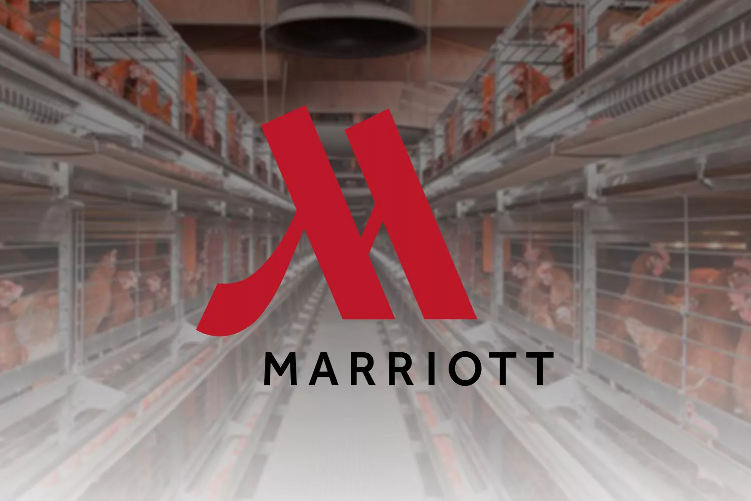 O logótipo da cadeia de hotéis Marriott International e galinhas enjauladas / MONTAGEM CONSUMIDOR GLOBAL
