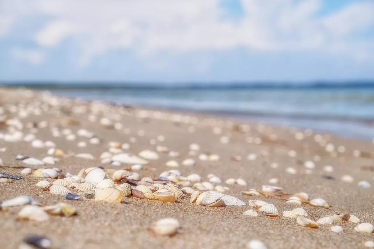 Una playa repleta de conchas / PIXABAY