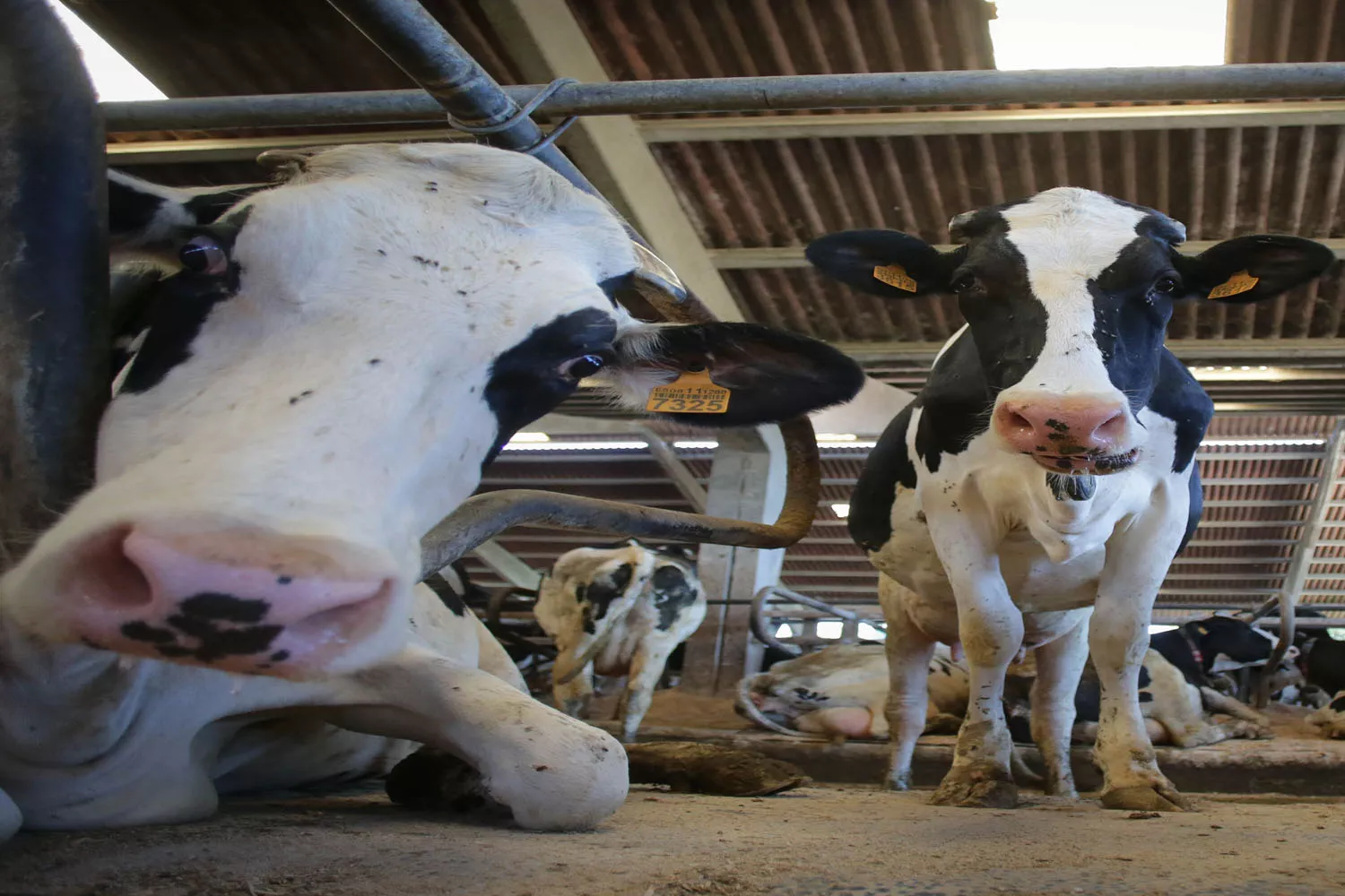 Vacas que producen leche / CARLOS CASTRO - EUROPA PRESS