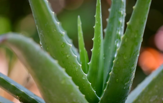 Planta de Aloe vera Foto de pisauikan en UNSPLASH