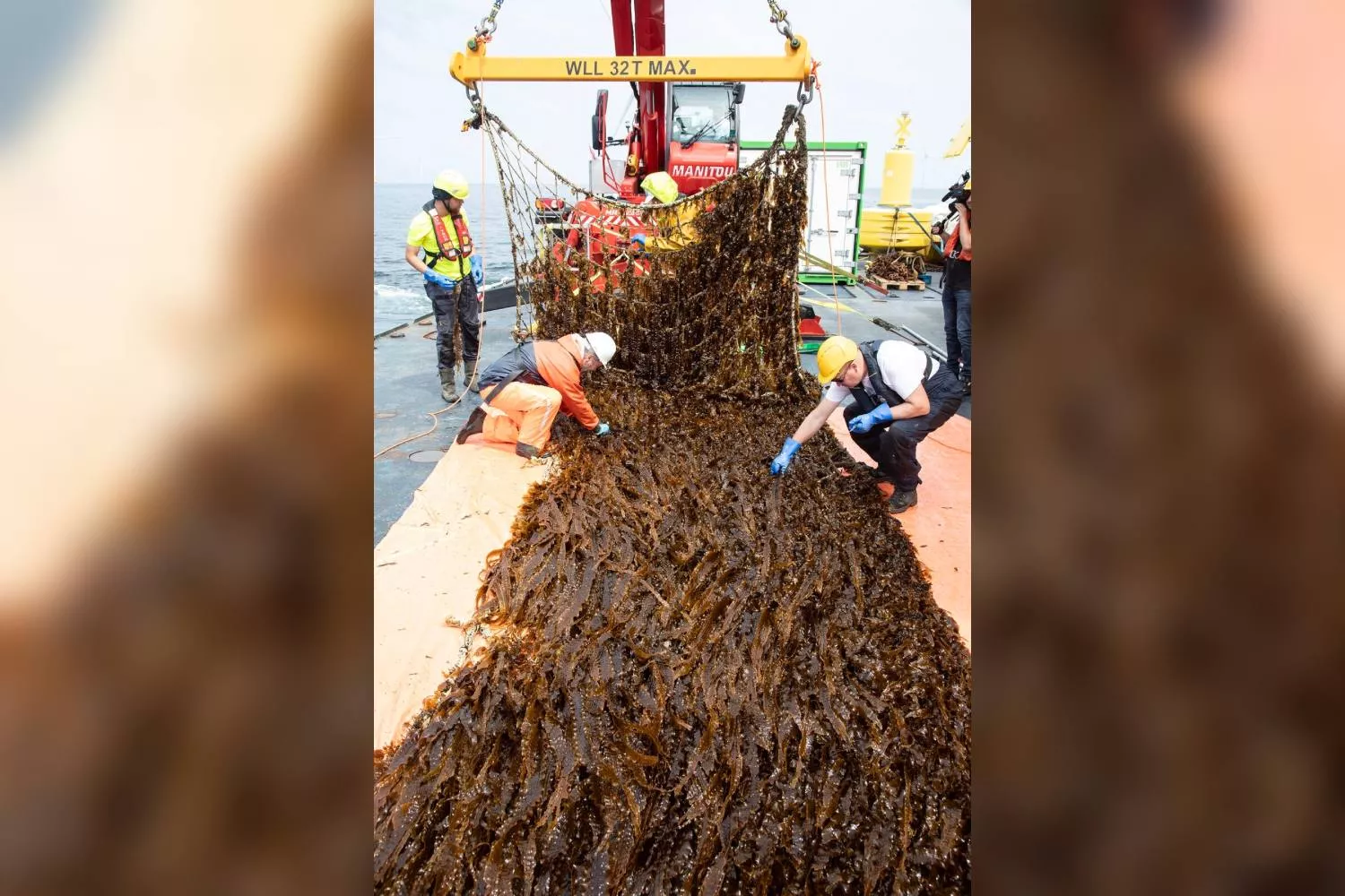 Amazon logra la primera cosecha de la granja de algas en el Mar del Norte   EP