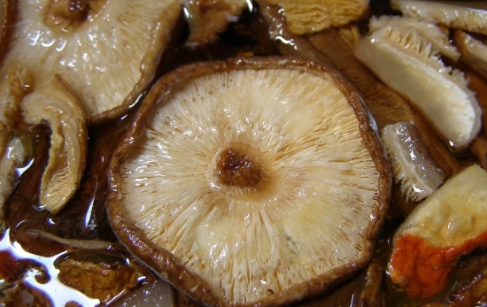 Setas Shiitake/ CANVA Setas Shiitake/ CANVA