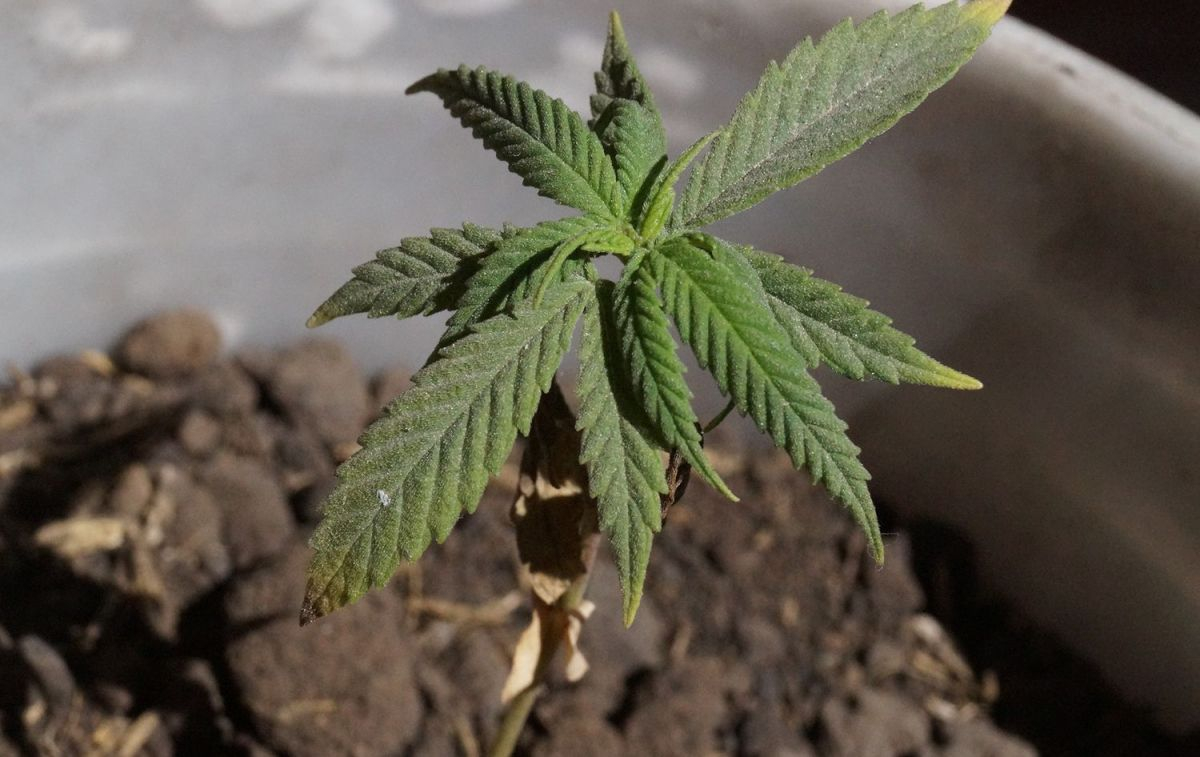 Una planta de cannabis / PIXABAY