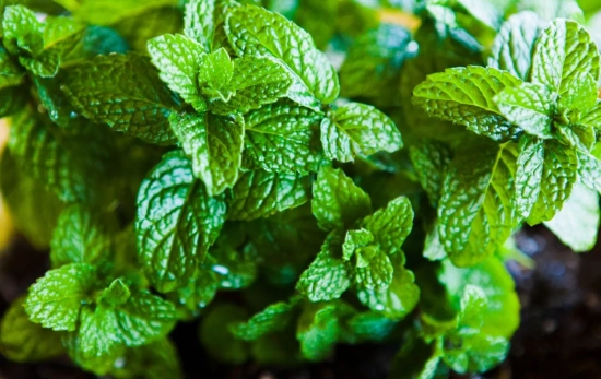 Menta plantada en una maceta/ CANVA Menta plantada en una maceta/ CANVA