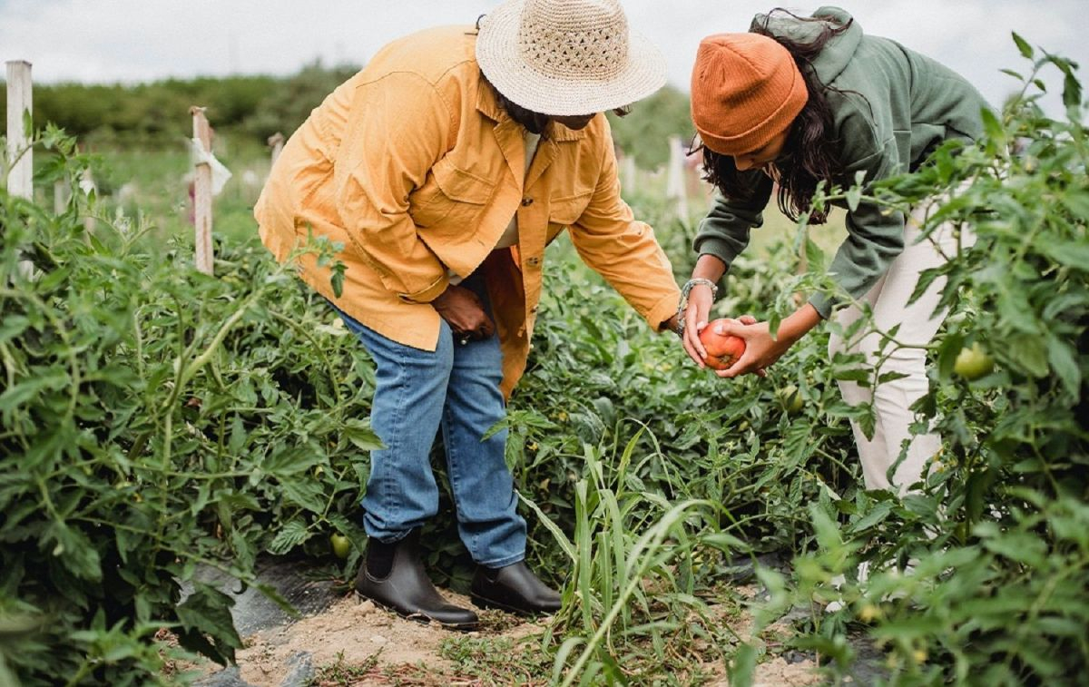 Agricultores cultivando una calabaza para el comercio justo / PEXELS