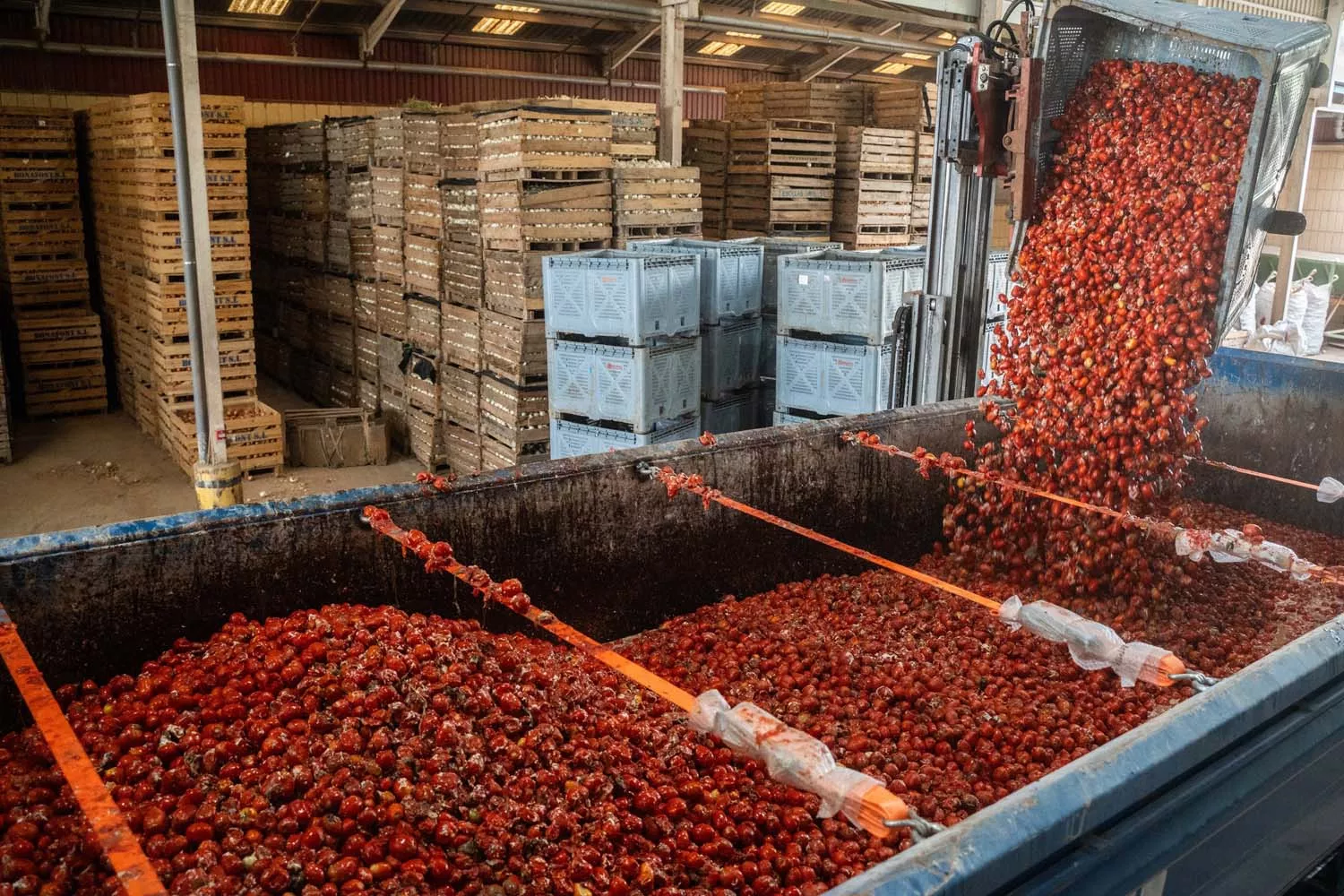 La carga de los tomates en Buñol para la Tomatina / JORGE GIL - EUROPA PRESS