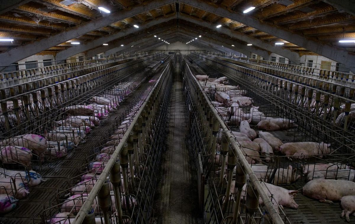 Miles de cerdos hacinados en una macrogranja cárnica / COORDINADORA ESTATAL STOP GANADERÍA INDUSTRIAL