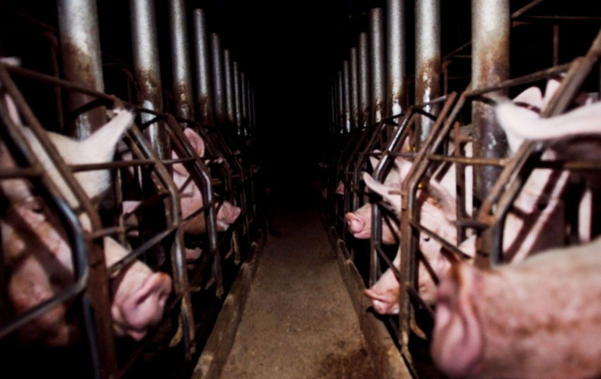 Cientos de cerdos hacinados en las jaulas de una macrogranja cárnica / CHANGE.ORG