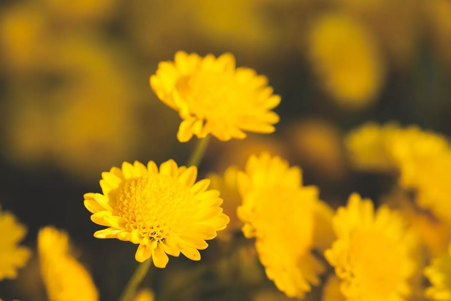 flor (1)