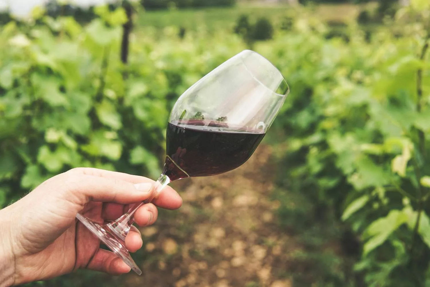 Una persona con una copa de vino tinto sobre unos viñedos / PEXELS