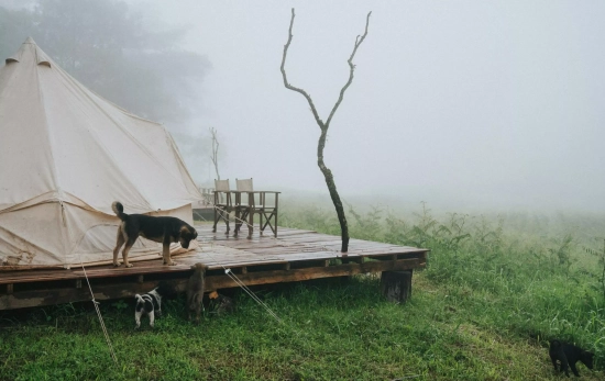Dos perros en un camping/ CANVA Dos perros en un camping/ CANVA