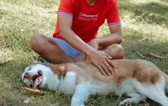 Una persona acariciando a su mascota/ CANVA Una persona acariciando a su mascota/ CANVA