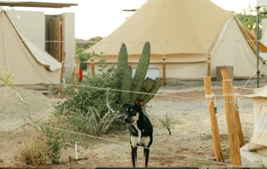 Un camping 'dog-friedly'/ CAMVA Un camping 'dog-friedly'/ CAMVA
