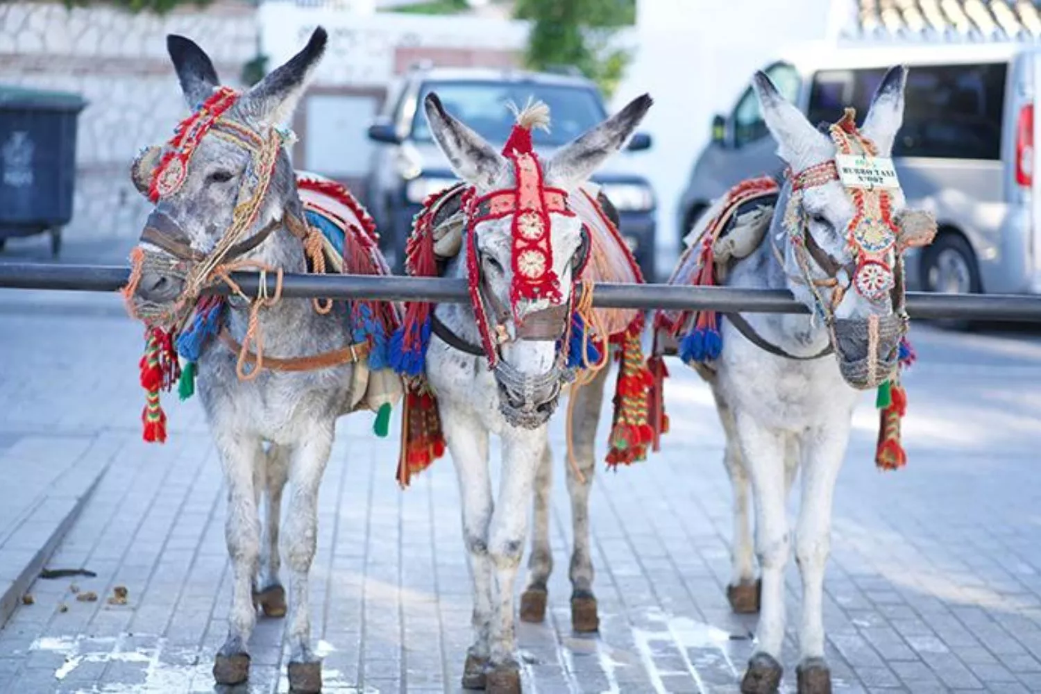 Burros de Mijas que se usan con fines turísticos para pasear por la ciudad / FAADA
