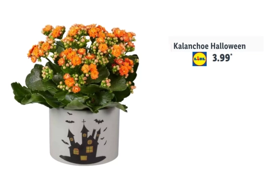 Kalanchoe Halloween/ LIDL Kalanchoe Halloween/ LIDL