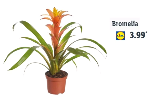 Bromelia/ LIDL Bromelia/ LIDL