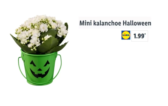 Kalanchoe mini de Halloween/ LIDL Kalanchoe mini de Halloween/ LIDL