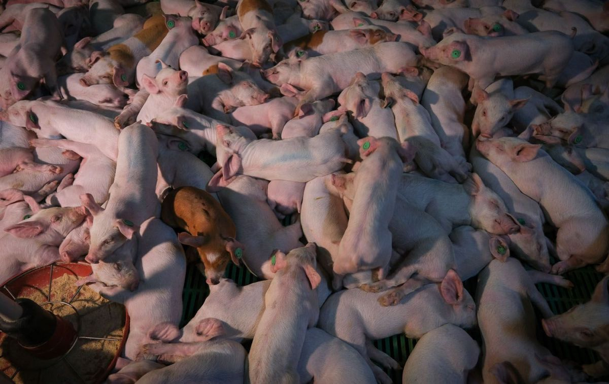 Decenas de cerdos hacinados en la macrogranja de Cefusa (filial de El Pozo) en Castilléjar / GREENPEACE