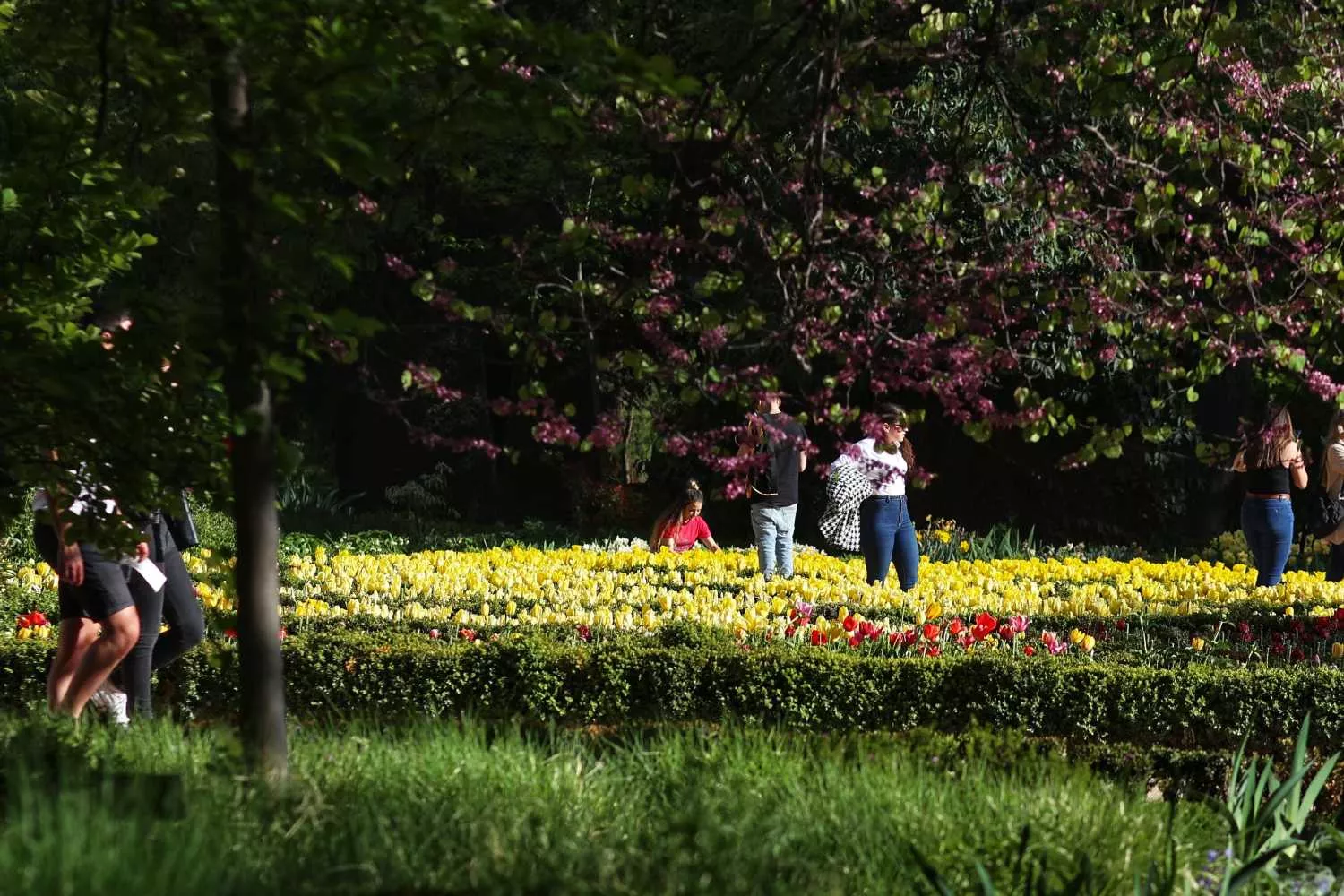 Varias personas observan los tulipanes en el Real Jardín Botánico Varias personas observan los tulipanes en el Real Jardín Botánico