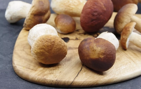 Boletus/ CANVA Boletus/ CANVA
