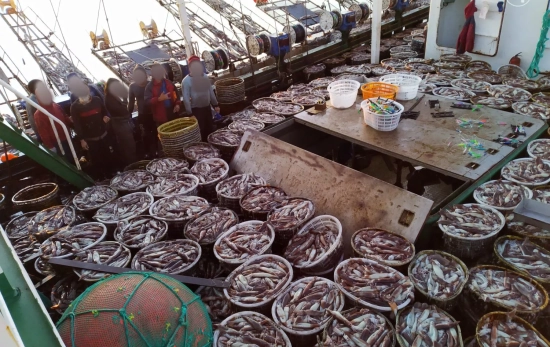 Cubierta de un buque potero repleta de calamares / EJF (CEDIDA)