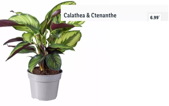 Calathea & Ctenanthe /  LIDL  Calathea & Ctenanthe /  LIDL