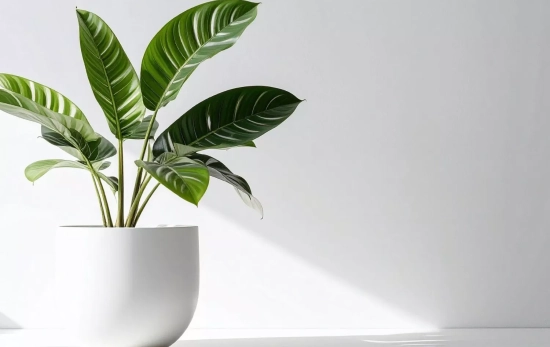La planta Calathea son perfectas para decorar espacios/ CANVA  La planta Calathea son perfectas para decorar espacios/ CANVA