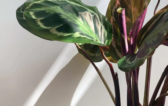 Una planta  Calathea crecida/ CANVA Una planta  Calathea crecida/ CANVA