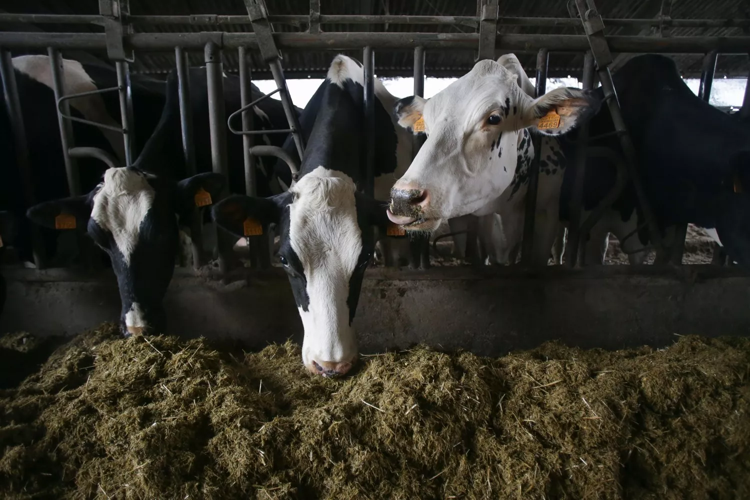 Varias vacas en una ganadería de lácteo en Galicia   Carlos Castro   EP Varias vacas en una ganadería de lácteo en Galicia   Carlos Castro   EP