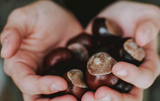 Una persona sostiene un puñado de castañas entre las manos/ CANVA