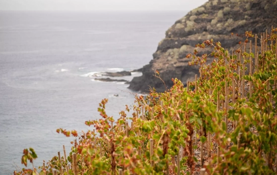 Una espectacular imagen de Finca El Ancón, en La Orotava / FINCA EL ANCÓN - FACEBOOK