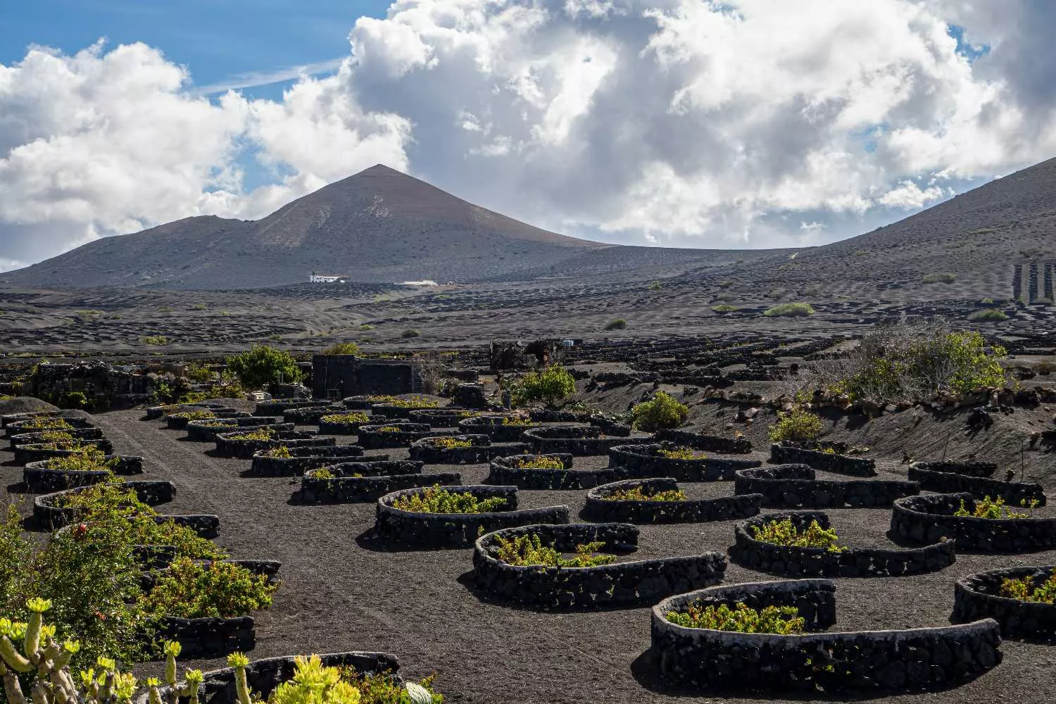Viñedos en una de las zonas productoras de vino más emblemáticas de las Islas Canarias / UNSPLASH