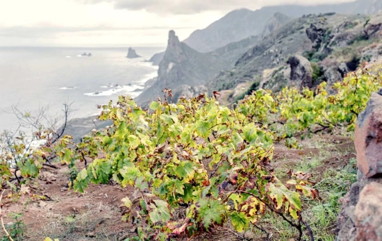 Parcela Margalagua, en Taganana (Tenerife)