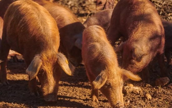 El cerdo Rubio Dorado Rondeño, una estirpe casi extinguida DEHESA MONTEROS El cerdo Rubio Dorado Rondeño, una estirpe casi extinguida DEHESA MONTEROS