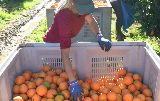 Recolecta de naranjas en el campo/ CEDIDA