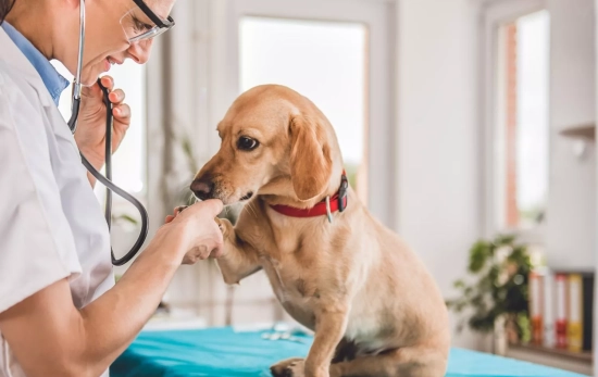 Un perro en una consulta veterinaria durante un chequeo de salud/ CANVA Un perro en una consulta veterinaria durante un chequeo de salud/ CANVA
