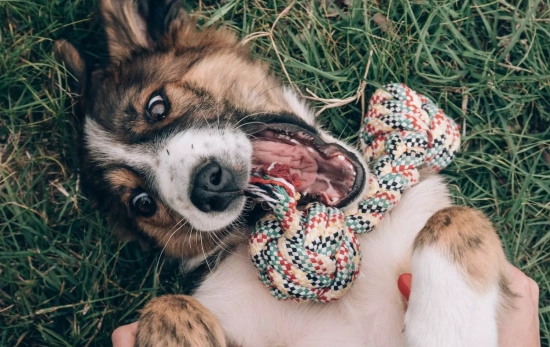 Un perro nervioso jugando/ CANVA Un perro nervioso jugando/ CANVA
