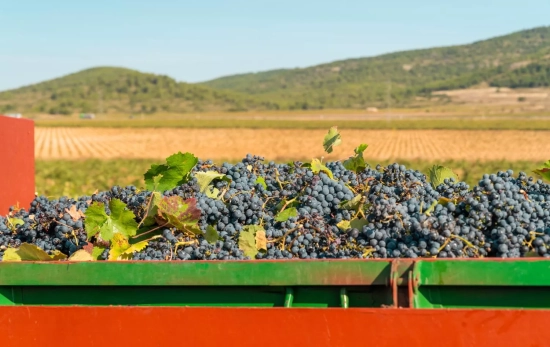 Uvas en un camión durante una vendimia / FREEPIK