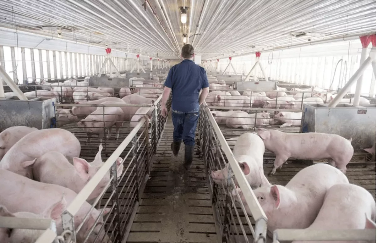 Fotografía de una granja de cerdos / EFE