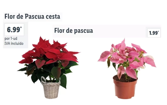 Flor de Pascua /LIDL