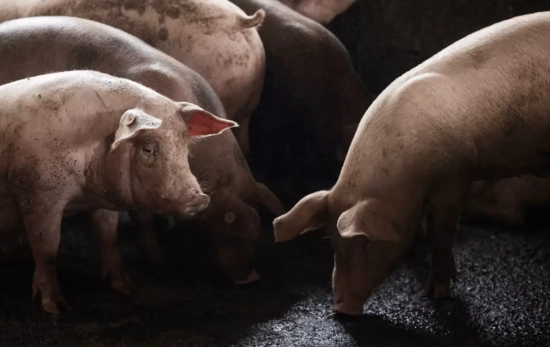 Cerdos en el corral de una granja / EFE