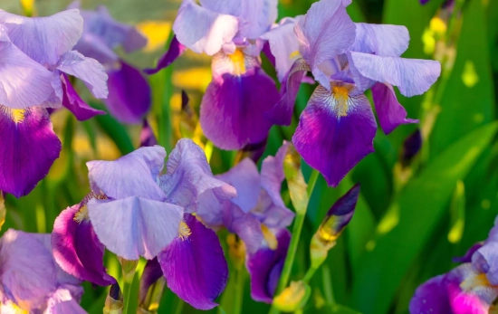 Iris, destilado proveniente de la raíz del lirio/ CANVA Iris, destilado proveniente de la raíz del lirio/ CANVA