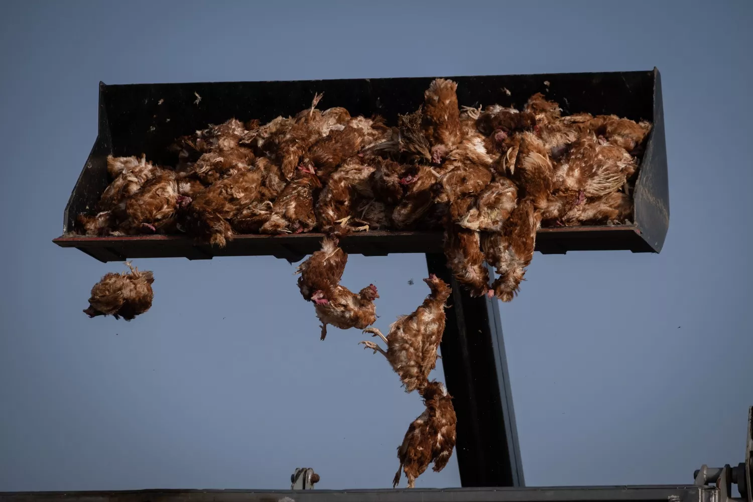 Gallinas sacrificadas por la gripe aviar / CEDIDA - Greenpeace Gallinas sacrificadas por la gripe aviar / CEDIDA - Greenpeace