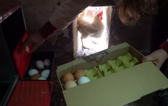 Una persona recoge los huevos de una gallina ponedora Gustavo Valiente EP Una persona recoge los huevos de una gallina ponedora Gustavo Valiente EP